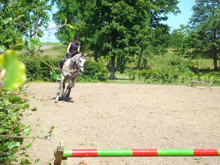 Dansk Varmblod Stedets Roxette billede 2