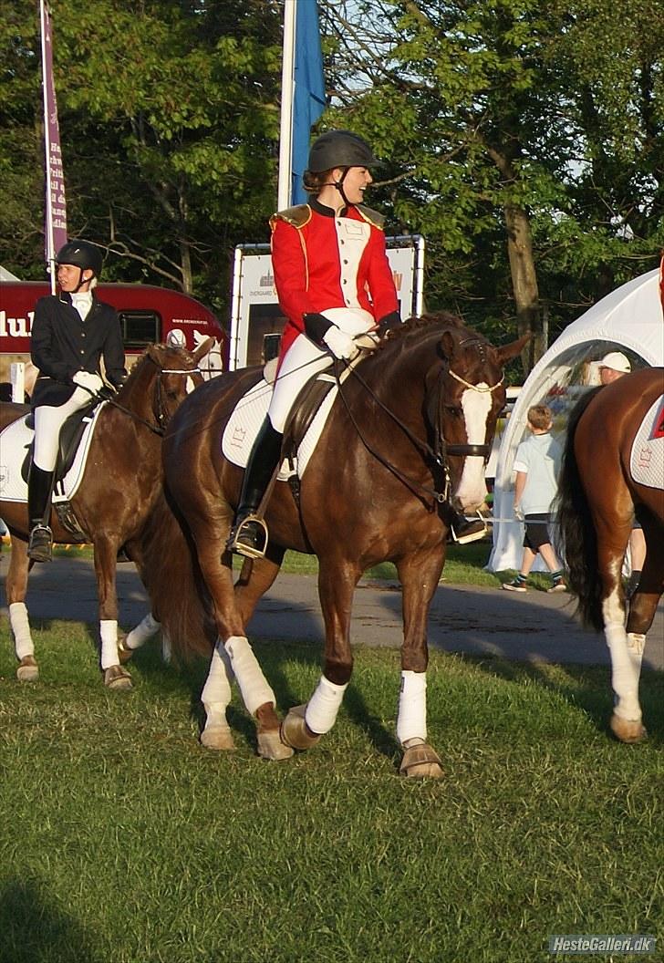 Dansk Varmblod Agersbøls Smilla billede 16