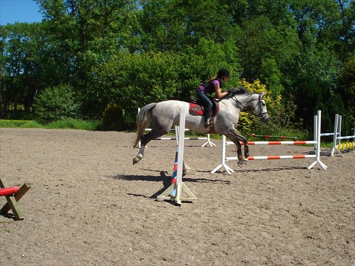 Dansk Varmblod Stedets Roxette billede 3