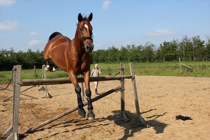 Dansk Varmblod Calahan - løsspringning 2010. billede 7