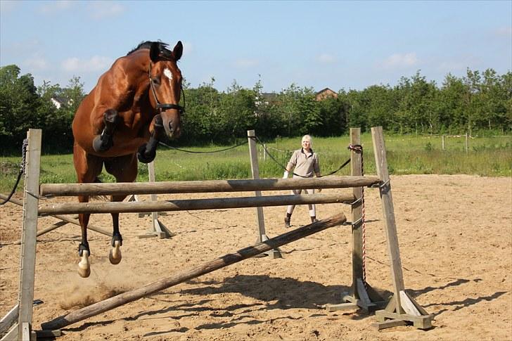 Dansk Varmblod Calahan - løsspringning 2010. billede 8