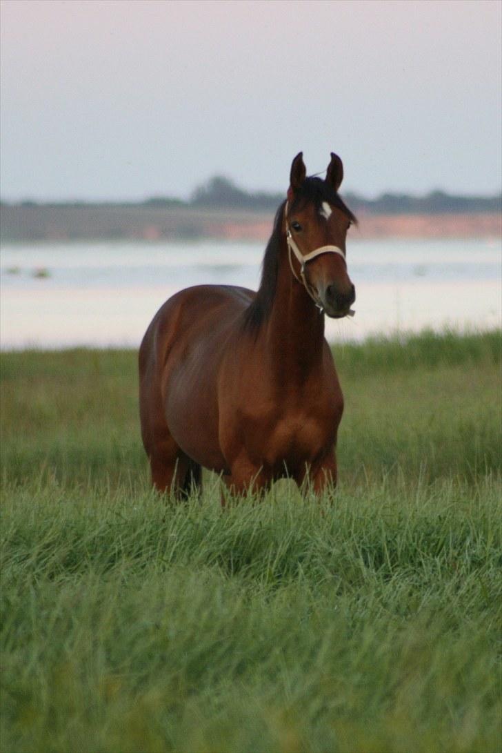 Dansk Varmblod Holtegårdens Rubber Soul - 11. sommergræs 26 juni 2010  billede 11
