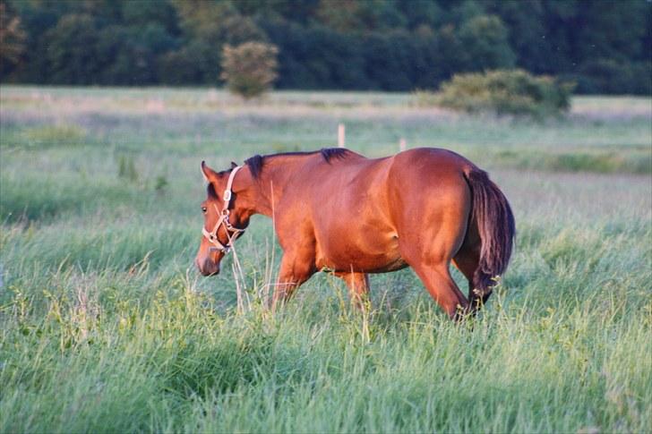 Dansk Varmblod Holtegårdens Rubber Soul - 12. sommergræs 26 juni 2010 billede 12
