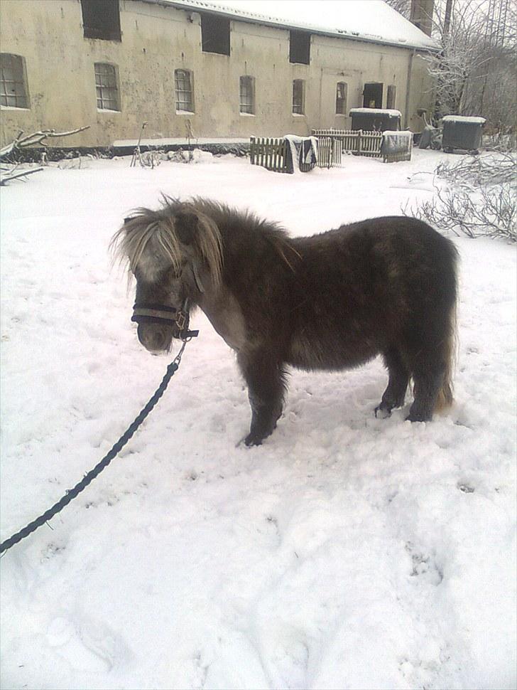 Miniature Sille billede 13