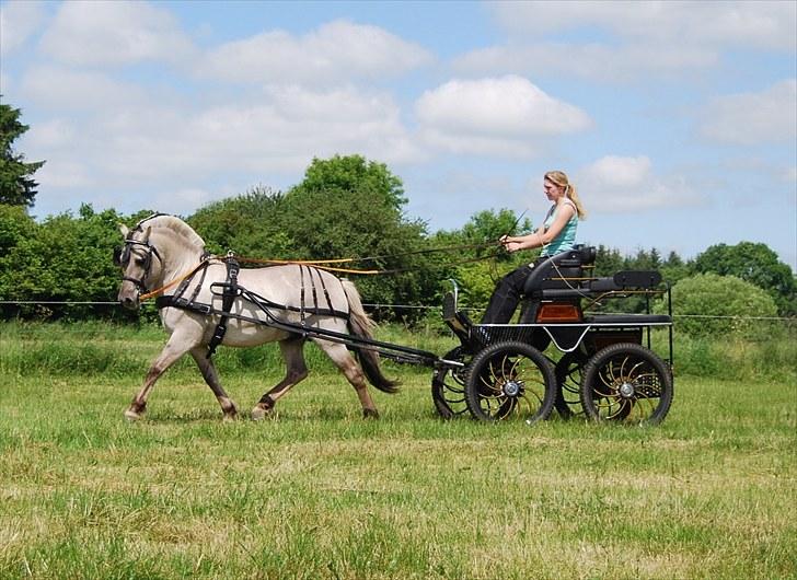 Fjordhest Hashagen´s D-Mark udlånt - D-Mark for vogn juni 2010. billede 4