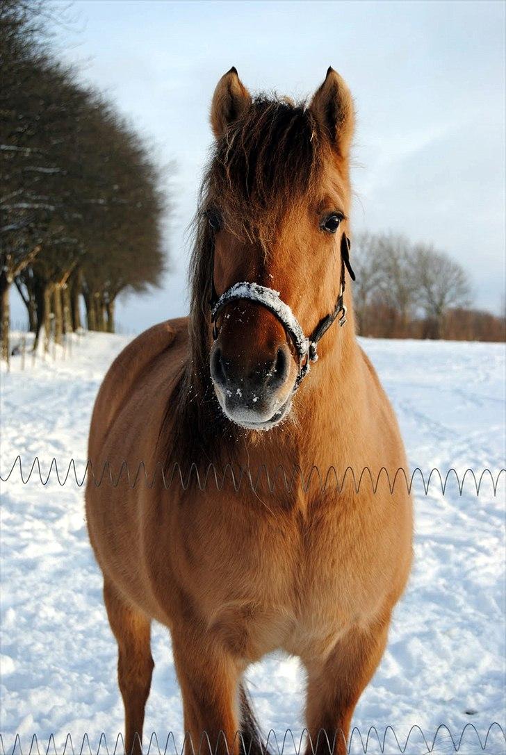 Anden særlig race Tinka - R.I.P. Himmelhest - Snescooteren. Taget af Louise billede 1