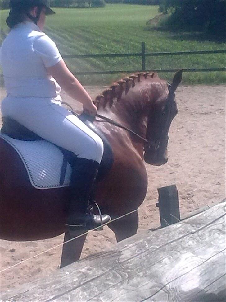 Anden særlig race Contesses Babe *>Rider<3! - dressur stævne på babs:D foto: søs:D taak<3 (Undskyld kvaliteten) billede 18