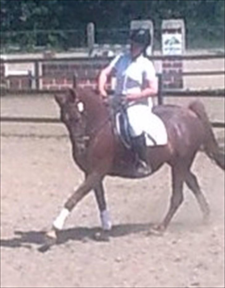Anden særlig race Contesses Babe *>Rider<3! - dressur stævne på babs:D foto: søs:D taak<3 (Undskyld kvaliteten) billede 19