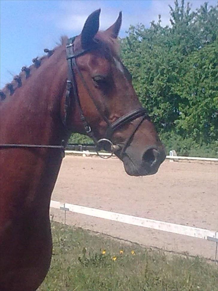 Anden særlig race Contesses Babe *>Rider<3! - dressur stævne på babs:D foto: søs:D taak<3 (Undskyld kvaliteten) billede 20