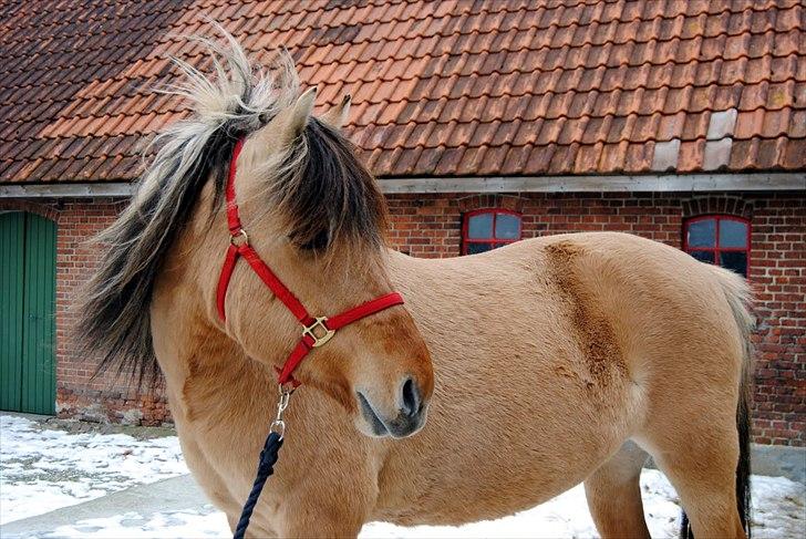 Anden særlig race Tinka - R.I.P. Himmelhest - Hvor køn kan man lige være? billede 5