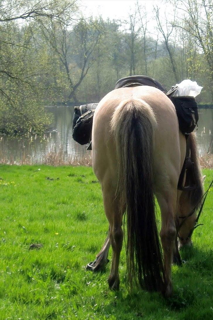 Anden særlig race Tinka - R.I.P. Himmelhest - Billede fra hyggelig fødselsdag med tøserne! :) billede 7