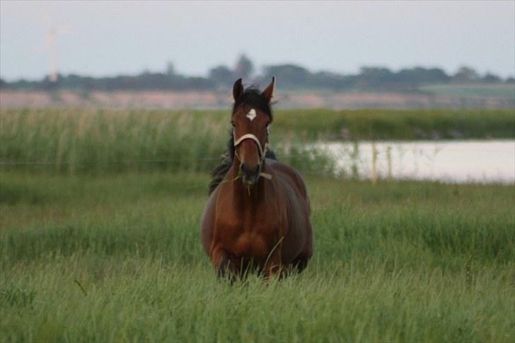 Dansk Varmblod Holtegårdens Rubber Soul - 13. sommergræs 26 juni 2010 billede 13
