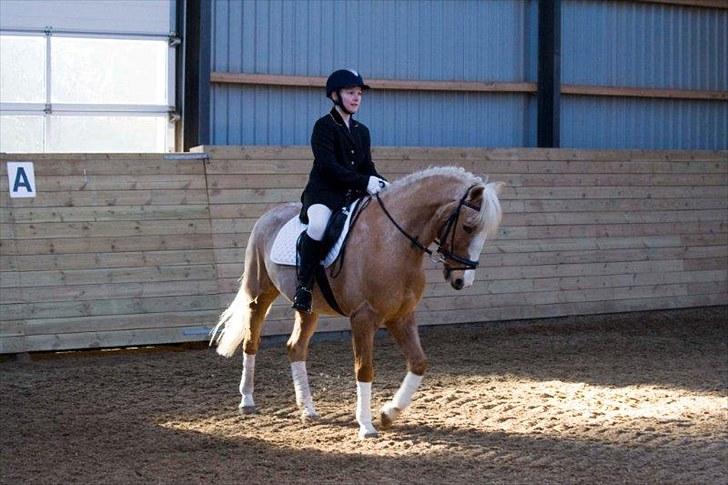 Anden særlig race Pablo - Første ude stævne, på Duemosegaarden 3plads. billede 6