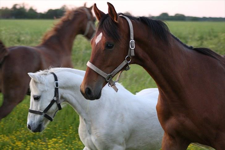 Dansk Varmblod Holtegårdens Rubber Soul - 15. sommergræs 26 juni 2010 billede 15