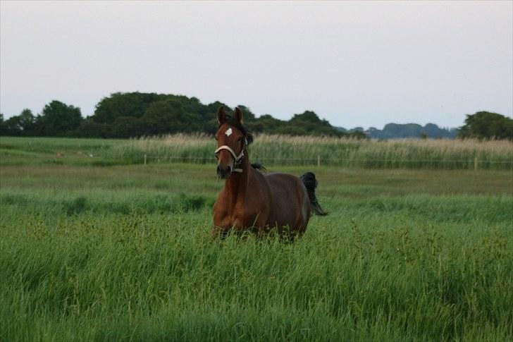 Dansk Varmblod Holtegårdens Rubber Soul - 16. sommergræs 26 juni 2010 billede 16