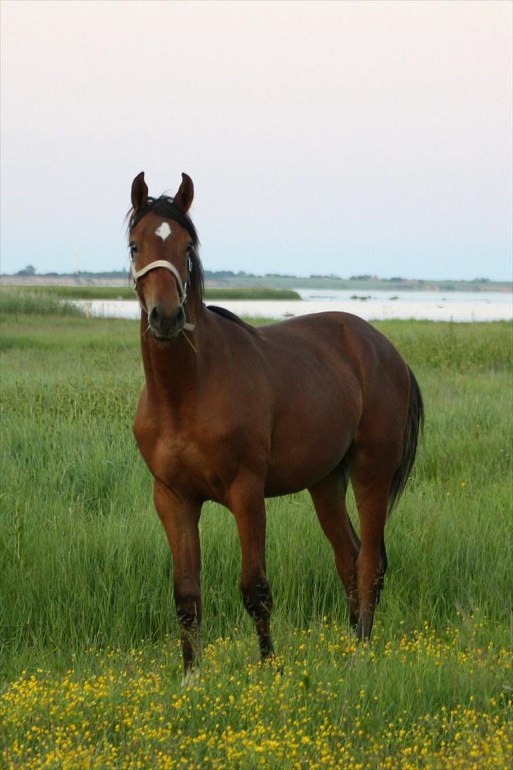 Dansk Varmblod Holtegårdens Rubber Soul - 17. sommergræs 26 juni 2010 billede 17