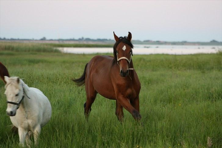 Dansk Varmblod Holtegårdens Rubber Soul - 18. sommergræs 26 juni 2010 billede 18