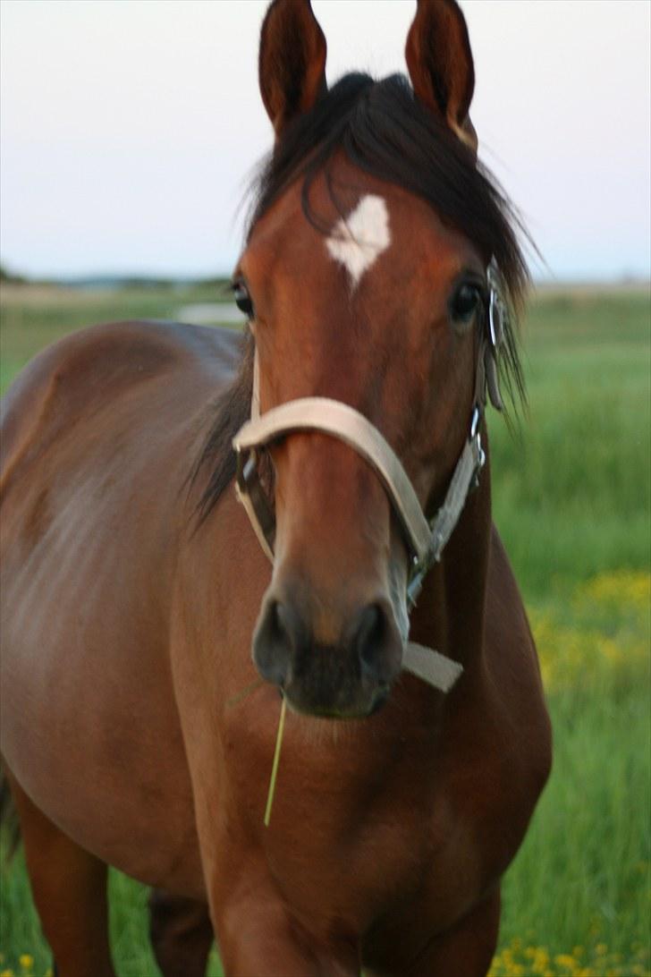 Dansk Varmblod Holtegårdens Rubber Soul - 19. sommergræs 26 juni 2010 billede 19