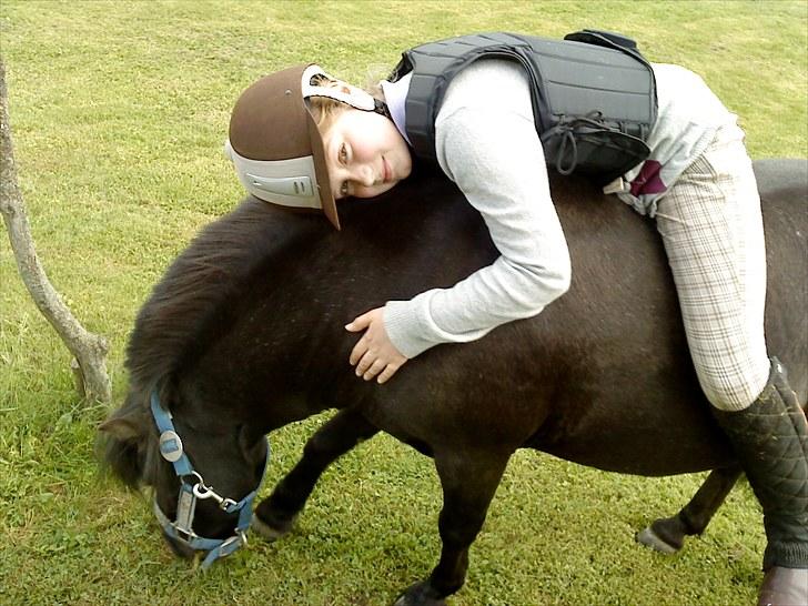 Shetlænder Hugo - Altid elsket, aldrig glemt..! <3 billede 3