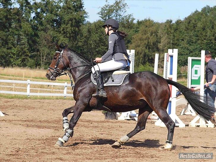 Irsk Sportspony Clonkela Miss - Den bedste pony jeg kunne ønske mig! billede 6