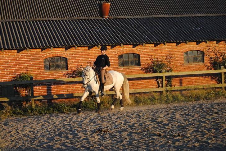 Connemara Sk..gårdens Brave Silver - Utrolige smukke Silver, der bare er fantaktisk at ride - Fotograf: Sarah billede 14