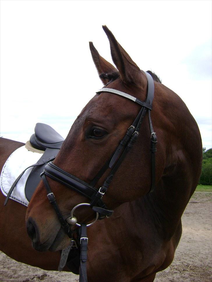 Anden særlig race Jasmin - Rasmin ;p * SOLGT * billede 18