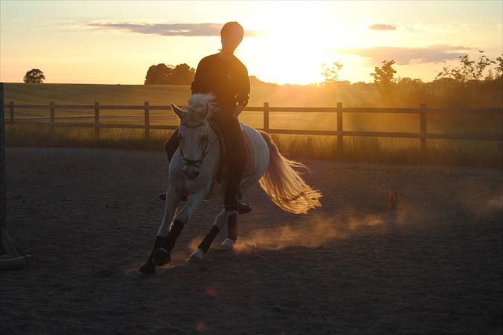 Connemara Sk..gårdens Brave Silver - Vilde Vilde silver, i fuld galop:)  Fotograf: Sarah billede 17