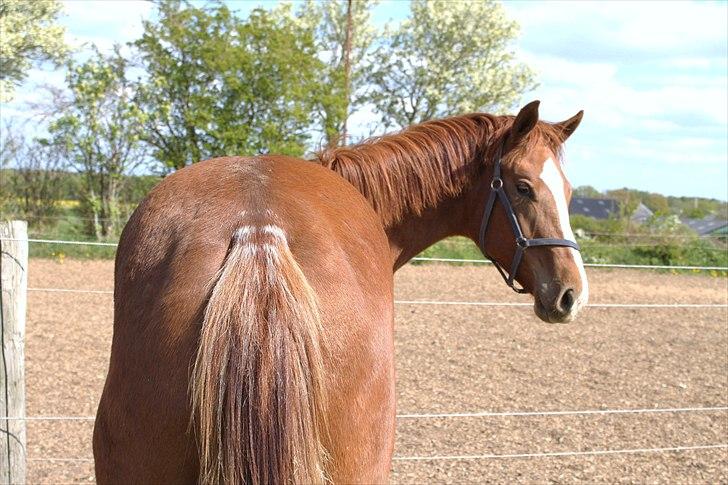 Dansk Varmblod Alby's Leonardo Da Vinci - Se min flotte Hale med fart striber. billede 5