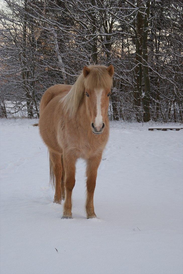 Islænder *Dana fra Fensmark - Drægtige Dana billede fra starten af feb. hun har termin 12 maj billede 18