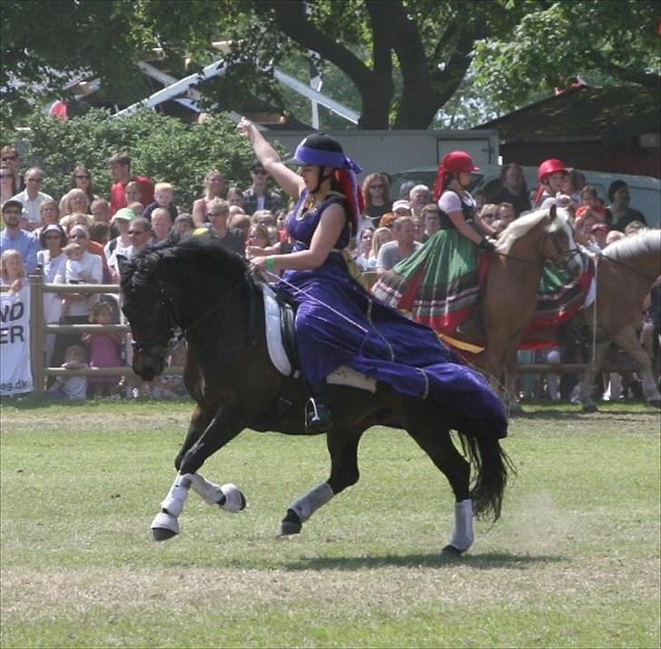 New Forest Lundemarksgårds Lady In B - På vej ud af Roskilde Kvadrillen - bemærk hvor meget hun griber ind under sig med bagbenet. billede 2