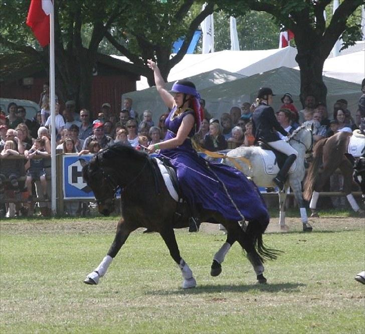 New Forest Lundemarksgårds Lady In B - Lady er en stjerne uden lige! billede 3
