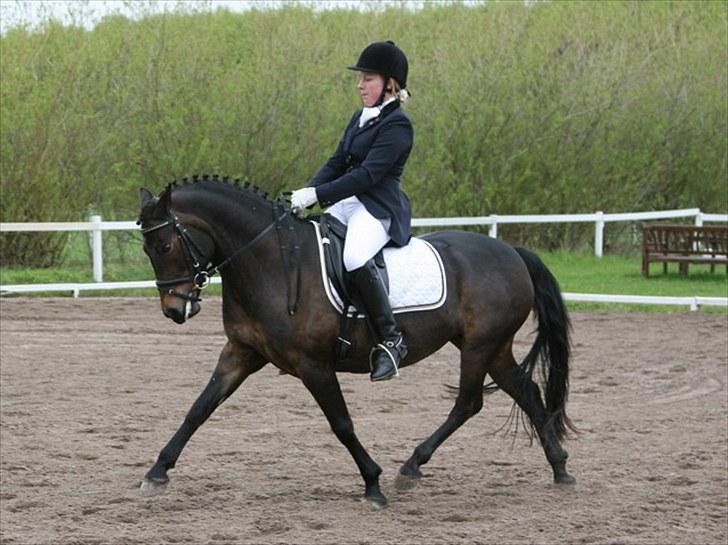 New Forest Lundemarksgårds Lady In B - Stævne KØR. billede 6