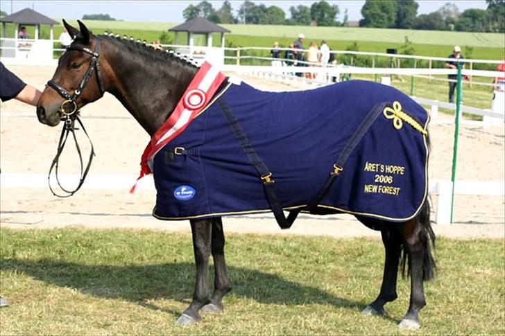 New Forest Lundemarksgårds Lady In B - Lady - årets hoppe 2006 billede 7