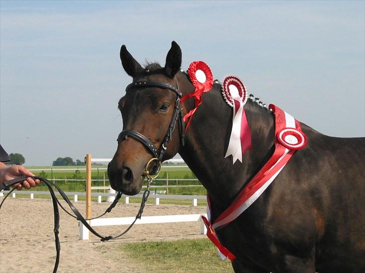 New Forest Lundemarksgårds Lady In B - Lady - årets hoppe 2006, med alle sine sløjfer. billede 8