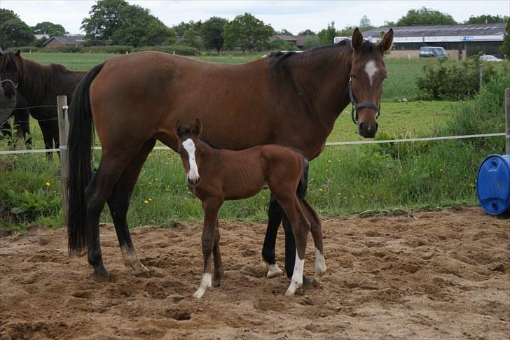 Dansk Varmblod Graversgaards  Champ Supreme billede 1