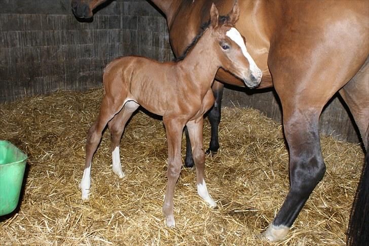 Dansk Varmblod Graversgaards  Champ Supreme billede 2