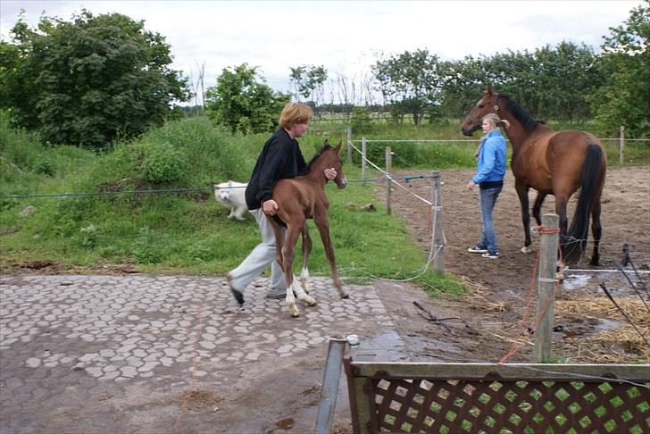 Dansk Varmblod Graversgaards  Champ Supreme - hmmm vil man ikke gå selv må man jo mere eller mindre bæres øv øv billede 3