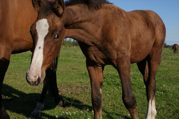 Dansk Varmblod Graversgaards  Champ Supreme billede 4