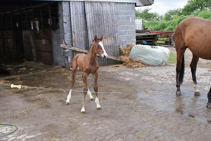 Dansk Varmblod Graversgaards  Champ Supreme - jeg er altså for stor til at følges med min mor billede 5
