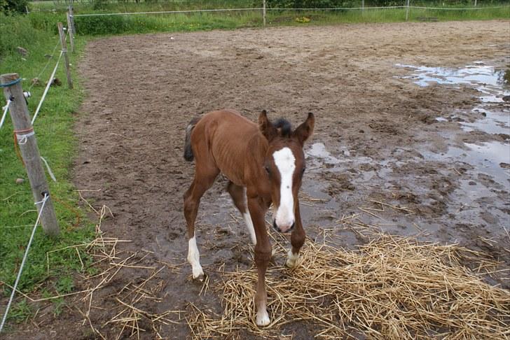 Dansk Varmblod Graversgaards  Champ Supreme - tør du komme herhen og sige til mit ansigt at, jeg er lille, en gang til billede 6