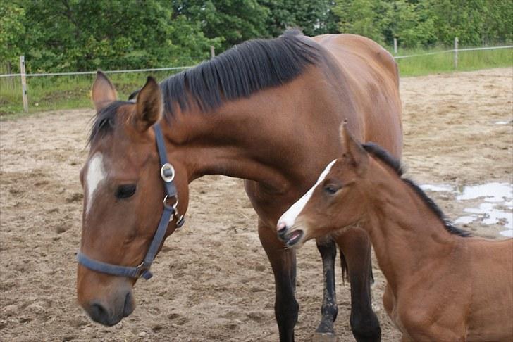 Dansk Varmblod Graversgaards  Champ Supreme - mor siger at jeg taler for meget billede 7