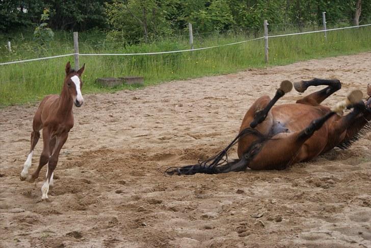 Dansk Varmblod Graversgaards  Champ Supreme billede 8