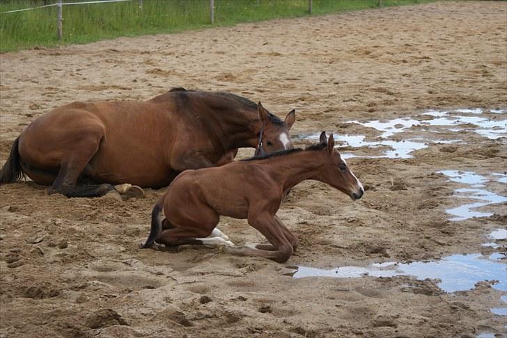 Dansk Varmblod Graversgaards  Champ Supreme - det kan jeg da også billede 9