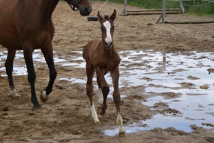 Dansk Varmblod Graversgaards  Champ Supreme - weee vind i håret billede 10