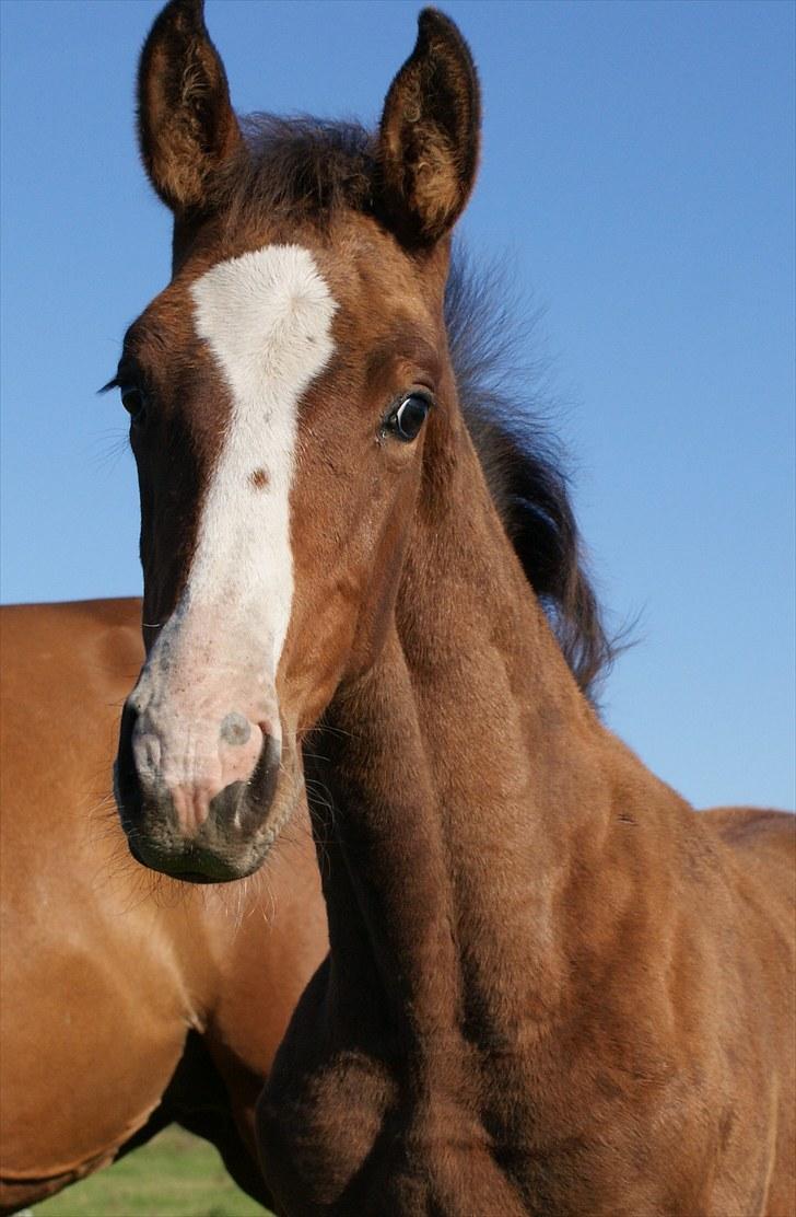 Dansk Varmblod Graversgaards  Champ Supreme - total smuk billede 11