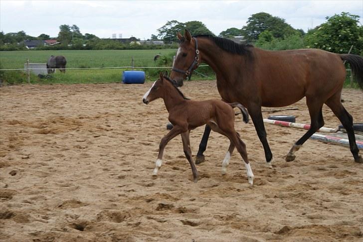 Dansk Varmblod Graversgaards  Champ Supreme billede 12