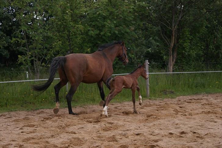 Dansk Varmblod Graversgaards  Champ Supreme billede 13