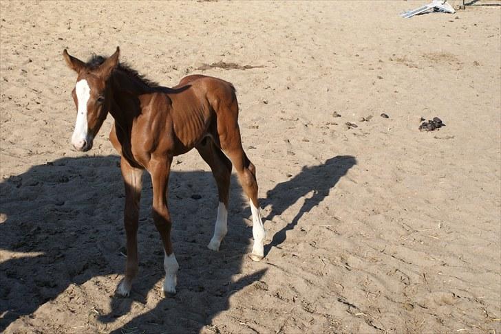 Dansk Varmblod Graversgaards  Champ Supreme - soler mig lige lidt billede 14