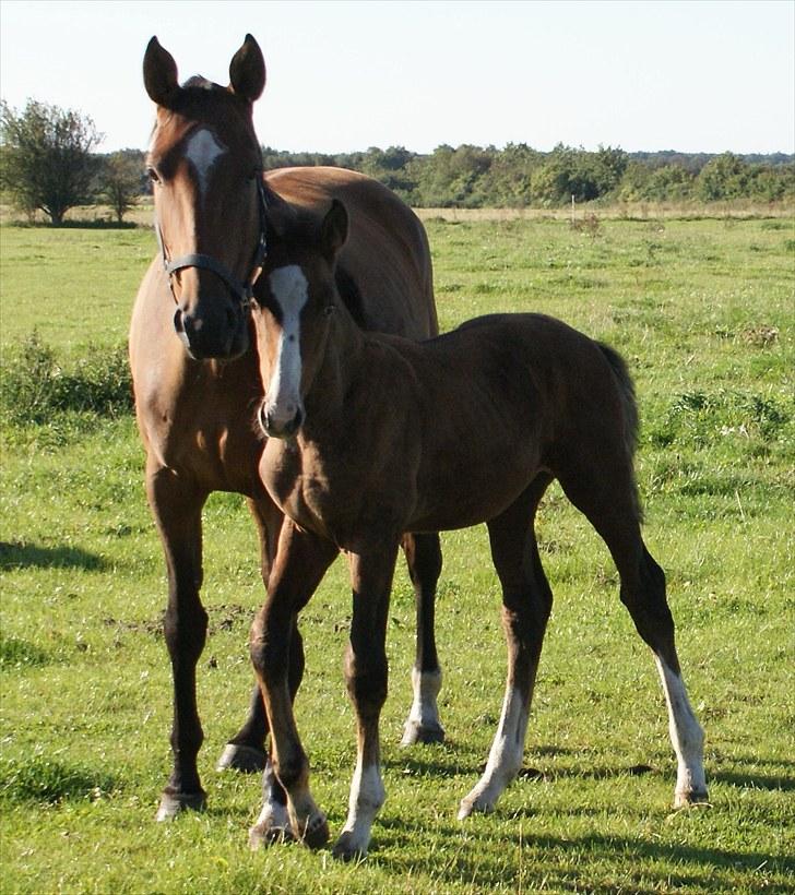 Dansk Varmblod Graversgaards  Champ Supreme billede 16