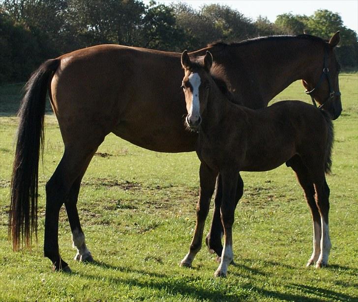 Dansk Varmblod Graversgaards  Champ Supreme billede 17